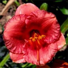 Лилейник гибридный Космополитан Лилейник гибридный Космополитан