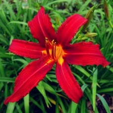 Лилейник гибридный Кримсон Пират Лилейник гибридный Кримсон Пират