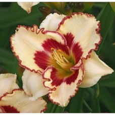 Лилейник гибридный Криптик Мессадж Лилейник гибридный Криптик Мессадж