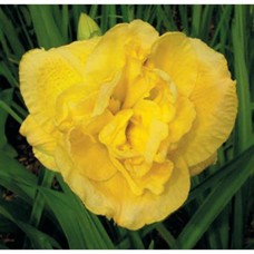 Лилейник гибридный Йеллоу Сабмарин Лилейник гибридный Йеллоу Сабмарин