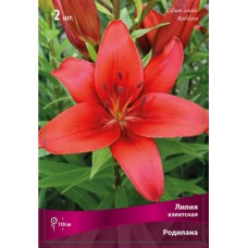 Лилия азиатская Родилана