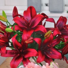 Лилия азиатская Кансепшн