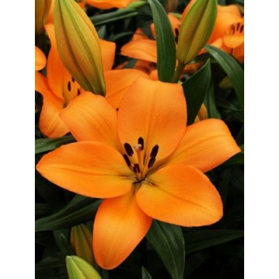 Лилия ла-гибрид Наварин