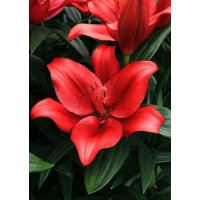 Лилия ЛА-гибрид Покерфейс Лилия ЛА-гибрид Покерфейс