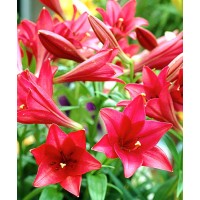 Лилия лонгифлорум Мияби Лилия лонгифлорум Мияби