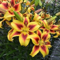 Лилия ОА-гибрид Вива ла Вида Лилия ОА-гибрид Вива ла Вида
