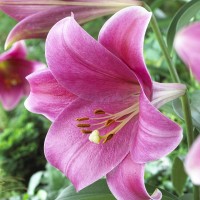 Лилия трубчатая Пинк Планет Лилия трубчатая Пинк Планет