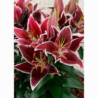 Лилия восточная горшечная Маньи-Кур