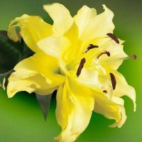 Лилия восточная махровая Фифти Фифти