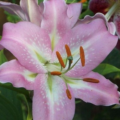 Лилия ЛА-гибрид Албуфейра