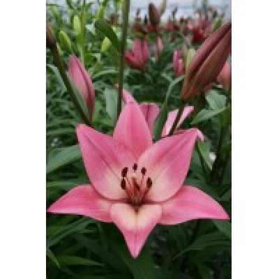 Лилия ла-гибрид Бейонсе