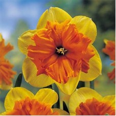 Нарцисс Мондрагон