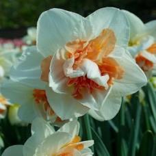 Нарцисс Реплит