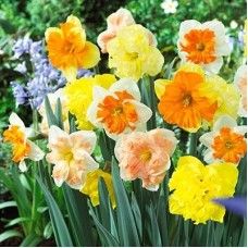 Нарцисс с расщеплённой коронкой "Весенняя палитра" смесь окрасок