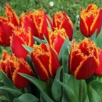 Тюльпан Бахромчатый Ай то Холланд Тюльпан Бахромчатый Ай то Холланд