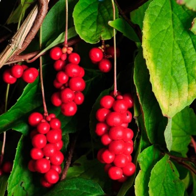 Лимонник китайский Синензис