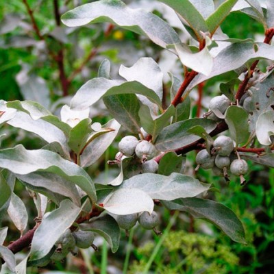 Лох серебристый Квиксильвер