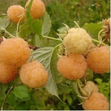 Малина ремонтантная Фолголд