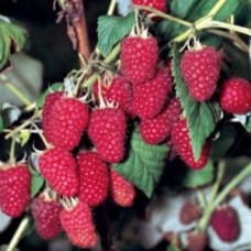 Малина ремонтантная Херитаж