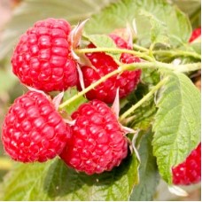 Малина ремонтантная Киржач