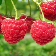 Малина ремонтантная Королевский Пингвин (штамбовый тип куста)