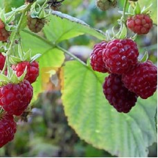 Малина ремонтантная Красавец Садко
