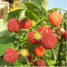 Малина ремонтантная Купчиха