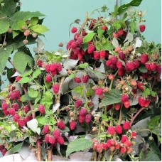 Малина ремонтантная Надежная