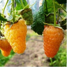 Малина ремонтантная Оранжевый гигант