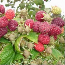 Малина ремонтантная Отумн Блисс