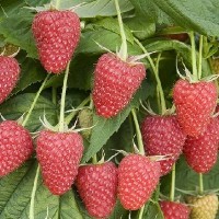 Малина ремонтантная Полка Малина ремонтантная Полка