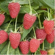 Малина ремонтантная Полка