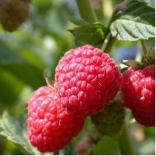 Малина ремонтантная Поляна