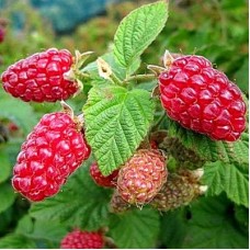 Малина ремонтантная Рубиновое Ожерелье