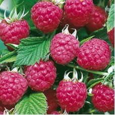 Малина ремонтантная Таганка