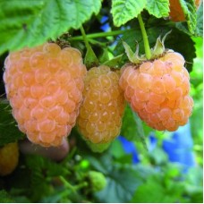 Малина ремонтантная Янтарная