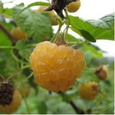 Малина ремонтантная Янтарная Садко