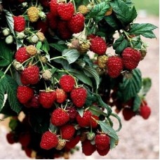 Малина ремонтантная Зефа