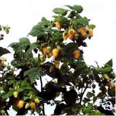 Малина ремонтантная Золотая осень