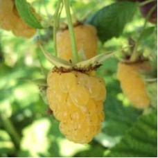 Малина ремонтантная Золотой сентябрь