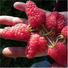 Малина традиционная Челябинская крупноплодная