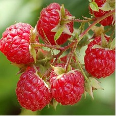 Малина традиционная Фантазия