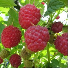 Малина традиционная Горная красавица