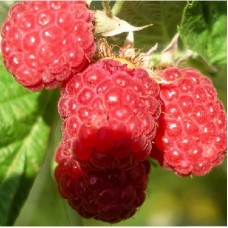 Малина традиционная Иллюзия