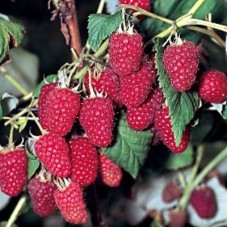 Малина традиционная Иришка