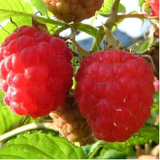 Малина традиционная Кеша