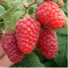 Малина традиционная Киржач