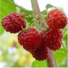 Малина традиционная Колокольчик