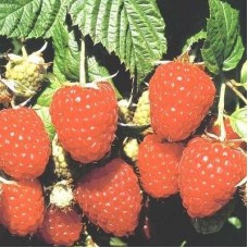 Малина традиционная Краса России