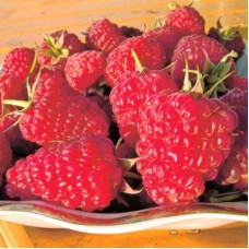 Малина традиционная Красавица Катунь